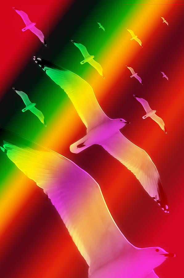 Seagulls Dance In Color 1 Photograph by Pedro Cardona Llambias