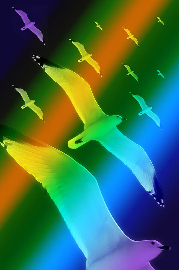 Seagulls Dance In Color 2 Photograph