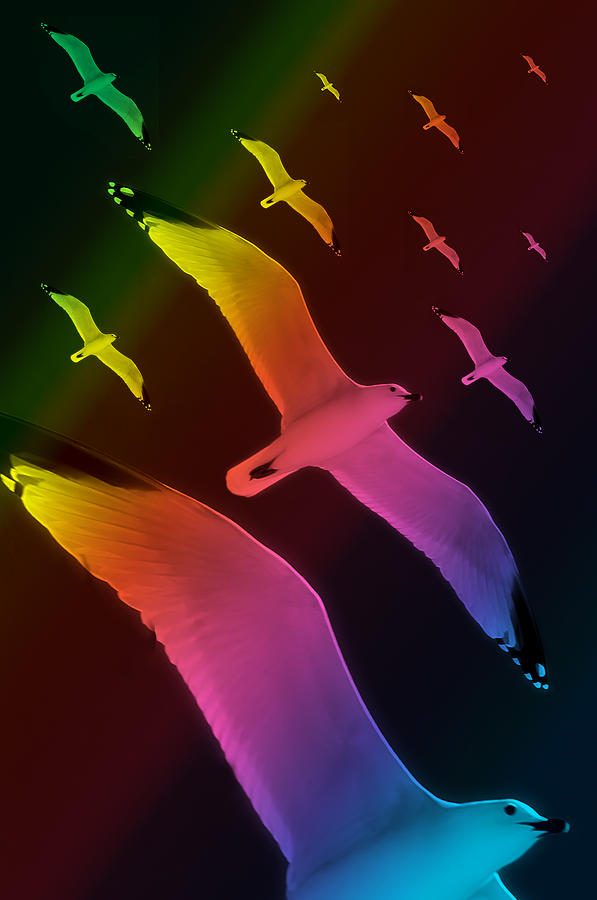 Seagulls Dance In Color 5 Photograph by Pedro Cardona Llambias