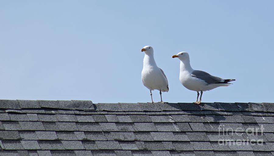 Seagulls Photograph by Deena Withycombe
