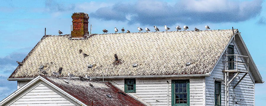 Seagulls Disregard Owl Photograph by Timothy Anable