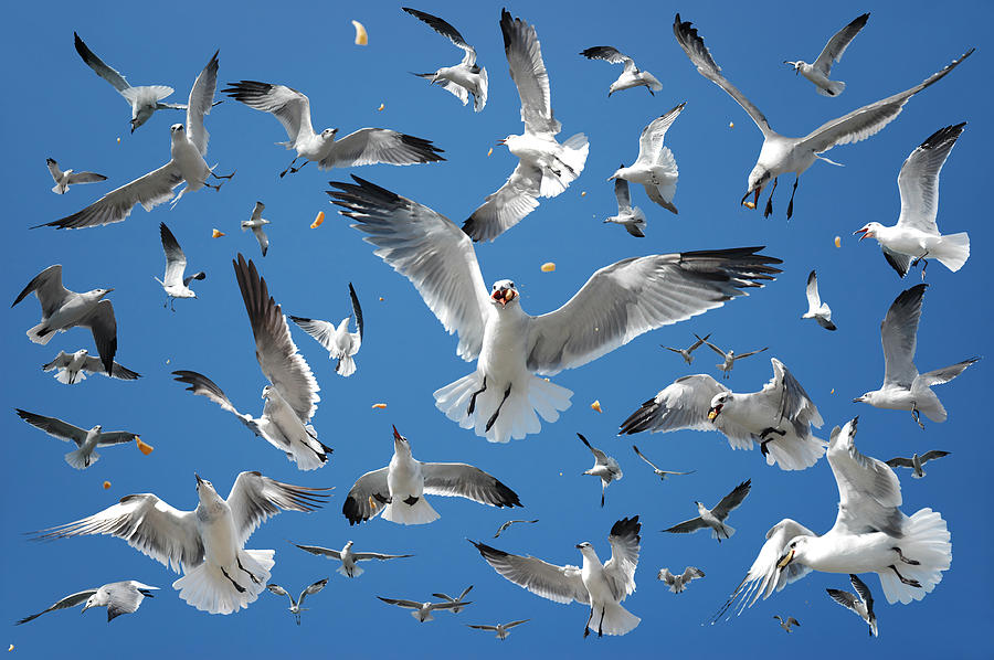 Feather Photograph - Seagulls  by Edwin Verin