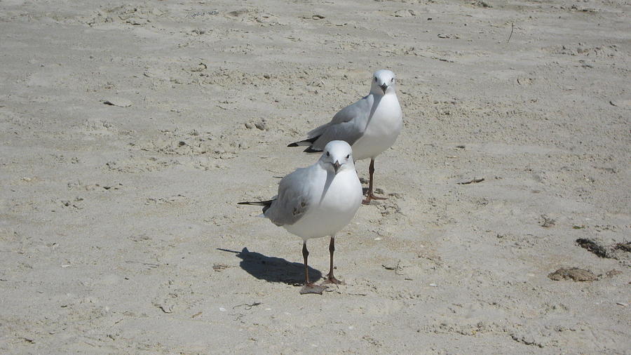 Seagulls Photograph by Emma Frost Seagulls Photograph by Emma Frost