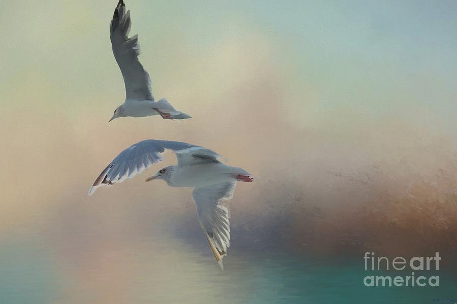 Bird Photograph - Seagulls by Eva Lechner