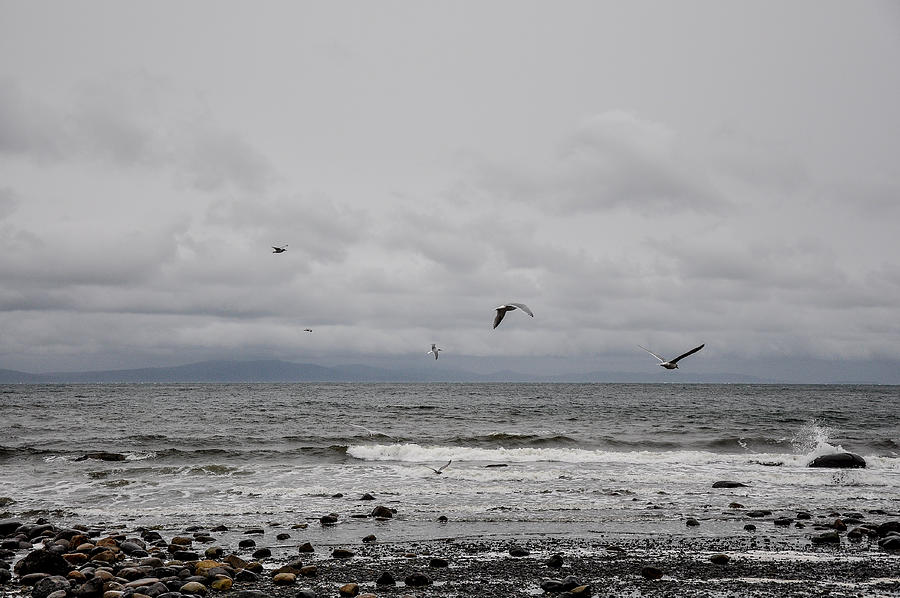 Seagulls Flight Path Photograph by Roxy Hurtubise