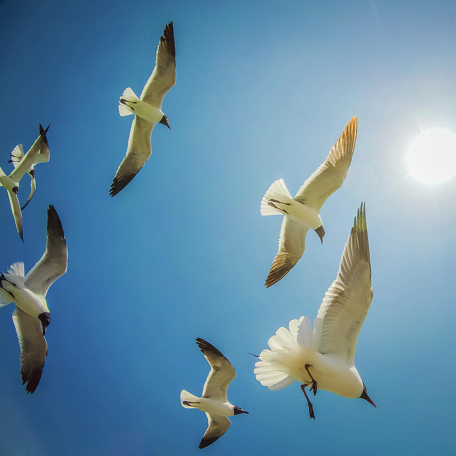 Seagulls Flying In The Sunny Sky Photograph by Alex Grichenko