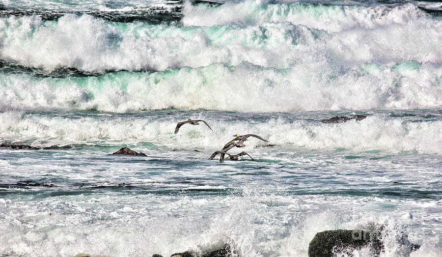 Seagulls flying ocean Pacific Photograph by Chuck Kuhn