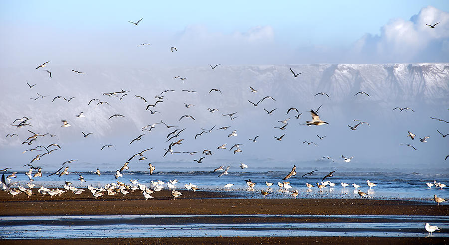Seagull Photograph - Seagulls I by Svetlana Sewell