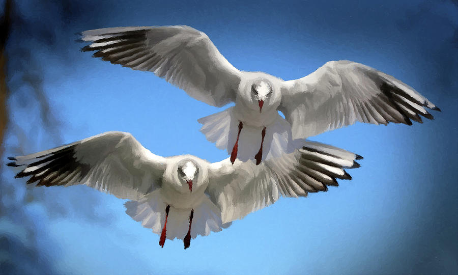 Seagulls in Flight  Photograph by David Dehner