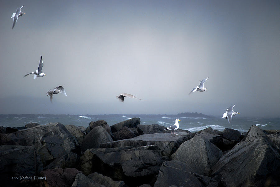 Nature Photograph - Seagulls in Flight by Larry Keahey