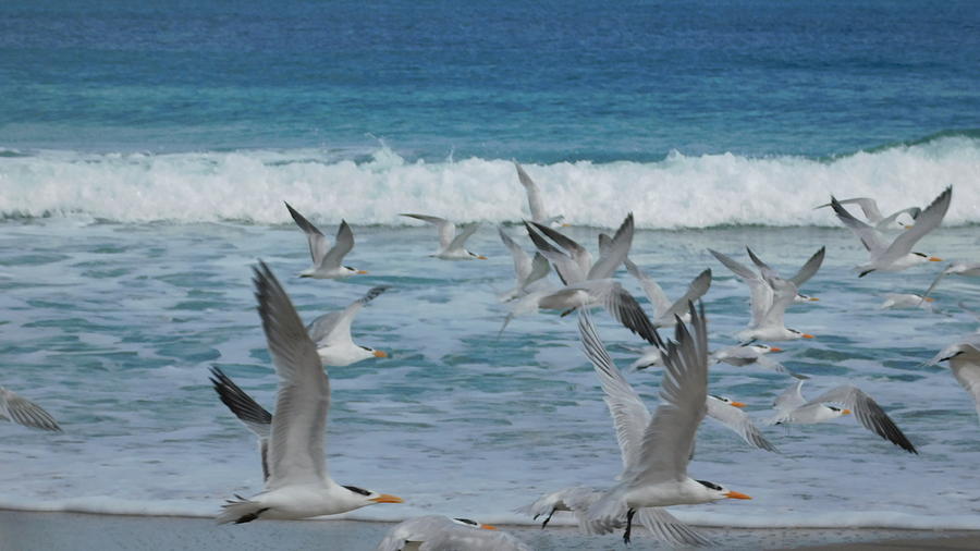 Seagulls  in Flight Photograph by Vicki Lewis