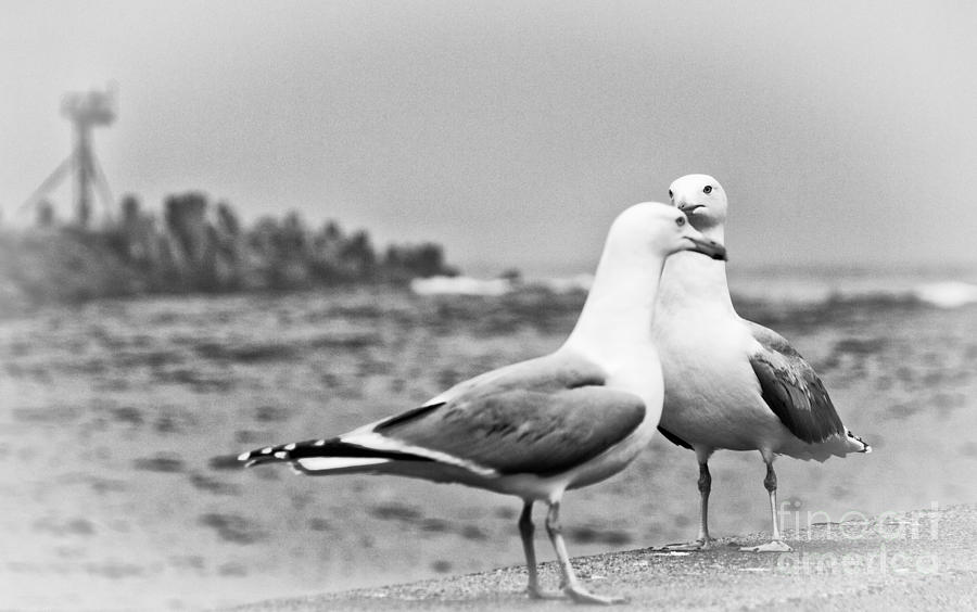 Seagulls in Love Beach Ocean Black White Print Photography Seascape Seagull Photograph by Al Nolan