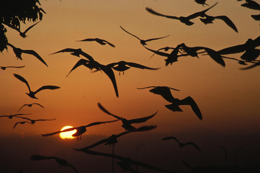 Seagulls In Sunset Photograph