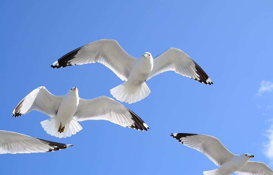 Seagulls in the Blue Sky Photograph by Judy Genovese
