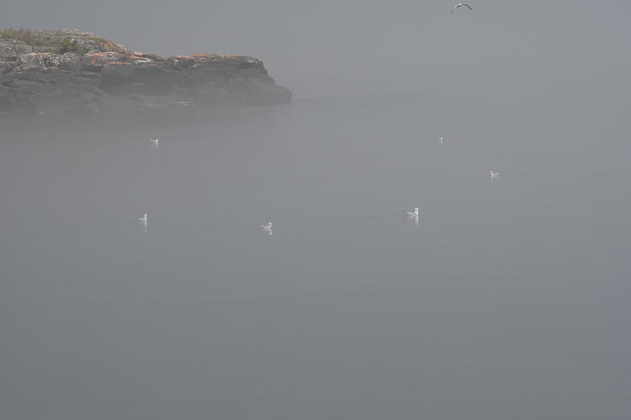 Seagulls in the Fog Photograph by Hella Buchheim