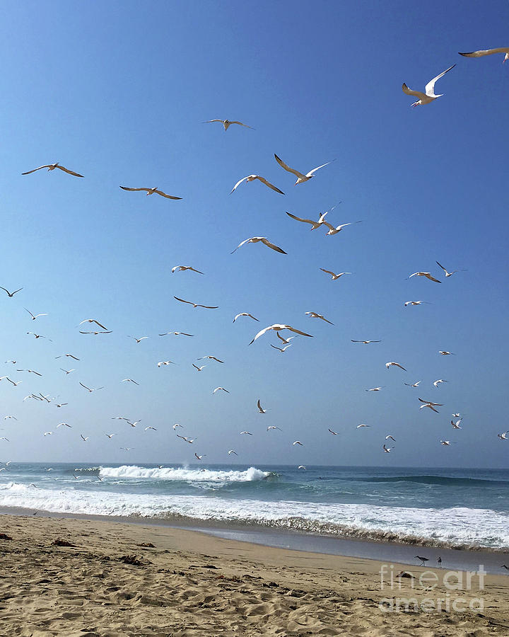 Seagulls in the Morning Photograph by Cheryl Del Toro