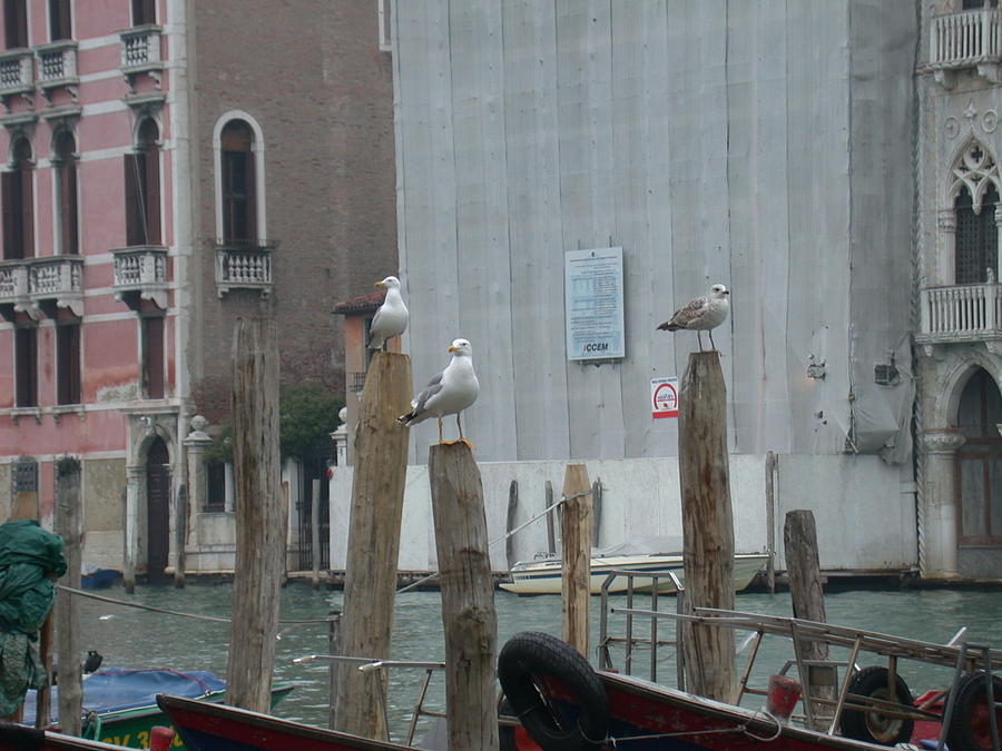 Italian Seagulls Photograph by Aggy Duveen