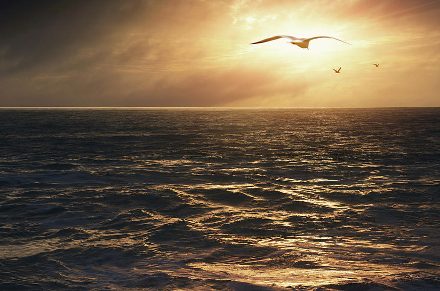 Seagulls into the Sun Photograph by Carlos Caetano