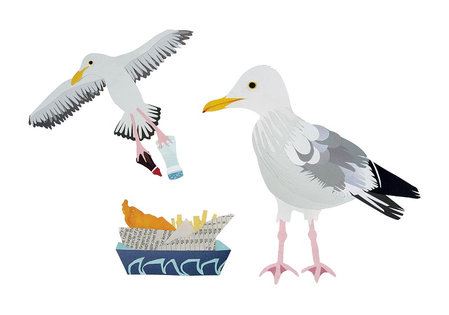 Bird Drawing - Seagulls by Isobel Barber