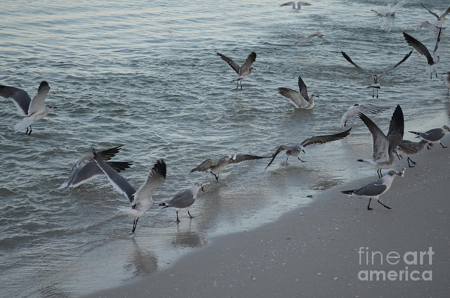 Seagulls Looking for Food on a Florida Beach Photograph by DejaVu Designs