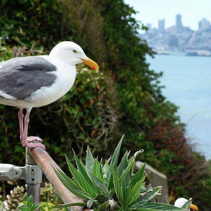 Seagull Photograph - Seagulls Love #alcatraz #sanfrancisco by Patricia And Craig