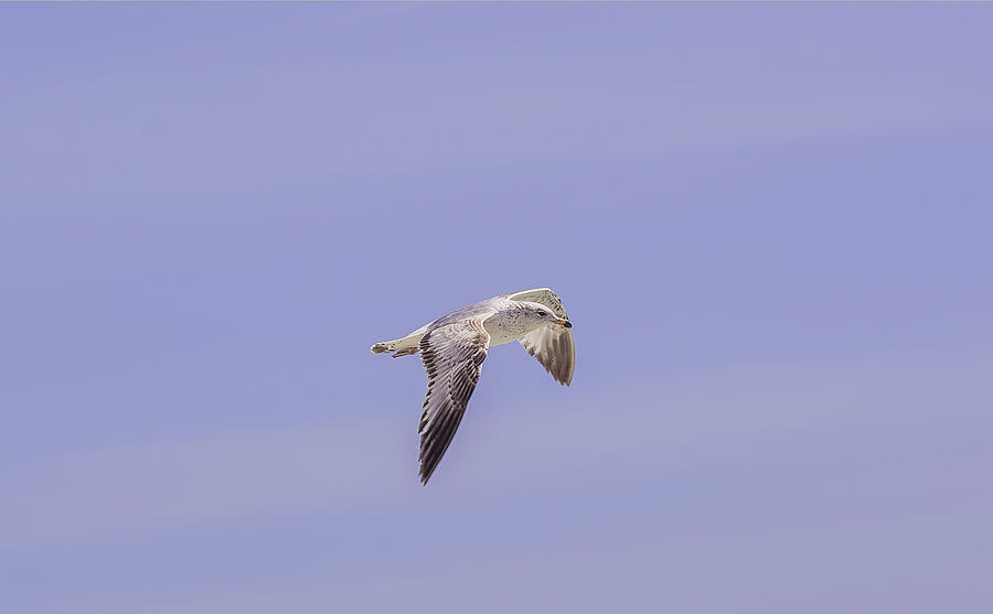 Bird Photograph - Seagull by Lucinda  M Wickham