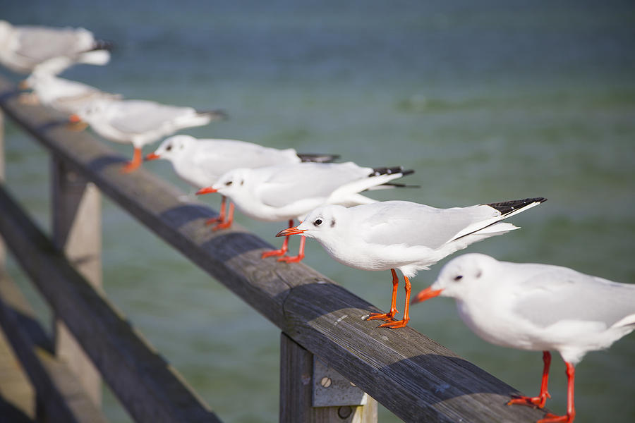 Seagulls Photograph by Maria Heyens