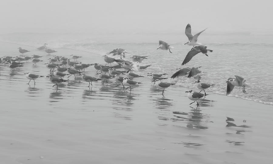 Seagulls on a Foggy Beach Photograph by Frances Miller