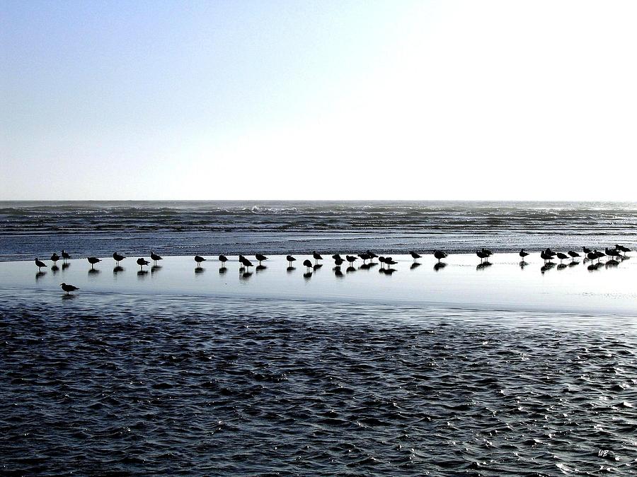 Seagulls On A Sandbar Photograph by Will Borden