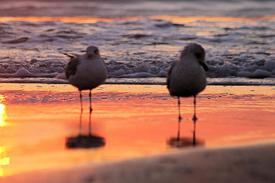 Seagulls on an Orange Beach Photograph by Robert Banach