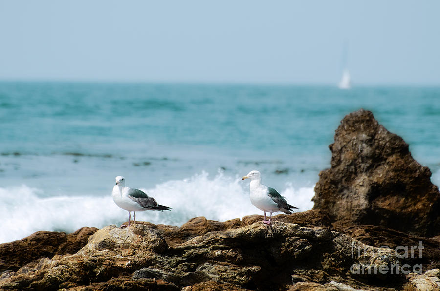 Seagulls on Beach Rocks Photograph by Jim And Emily Bush