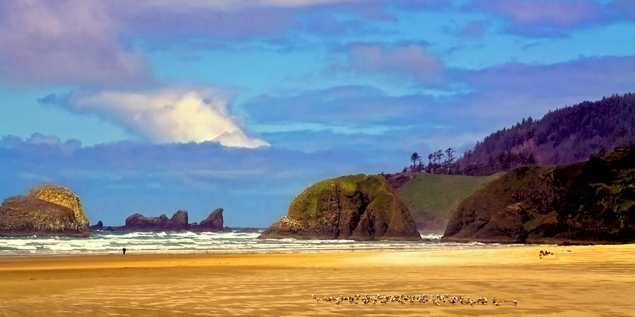 Seagulls on Cannon Beach Photograph by David Patterson