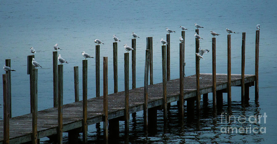 Seagulls on Dock Photograph by Mim White