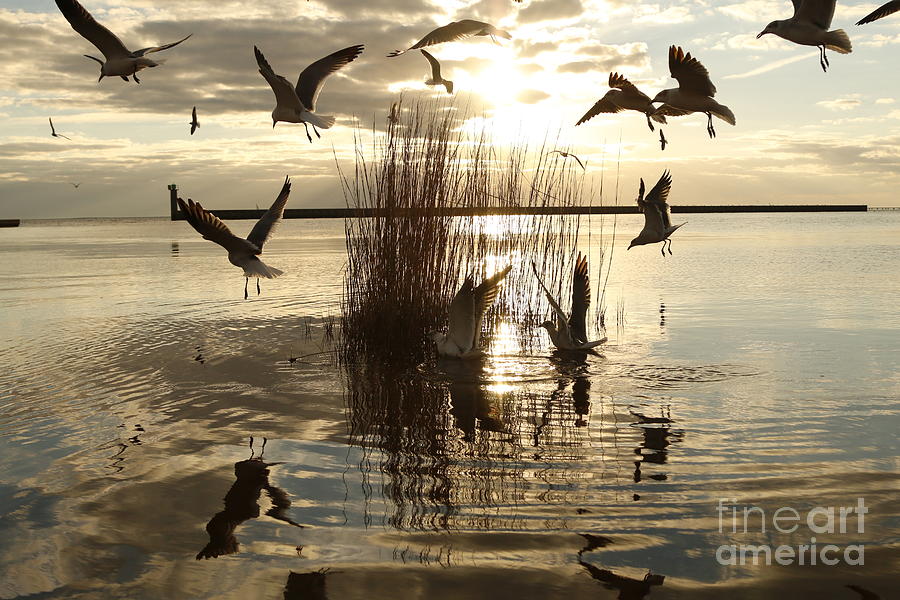 Seagulls on Lake Pontchartrain Photograph by Luana K Perez