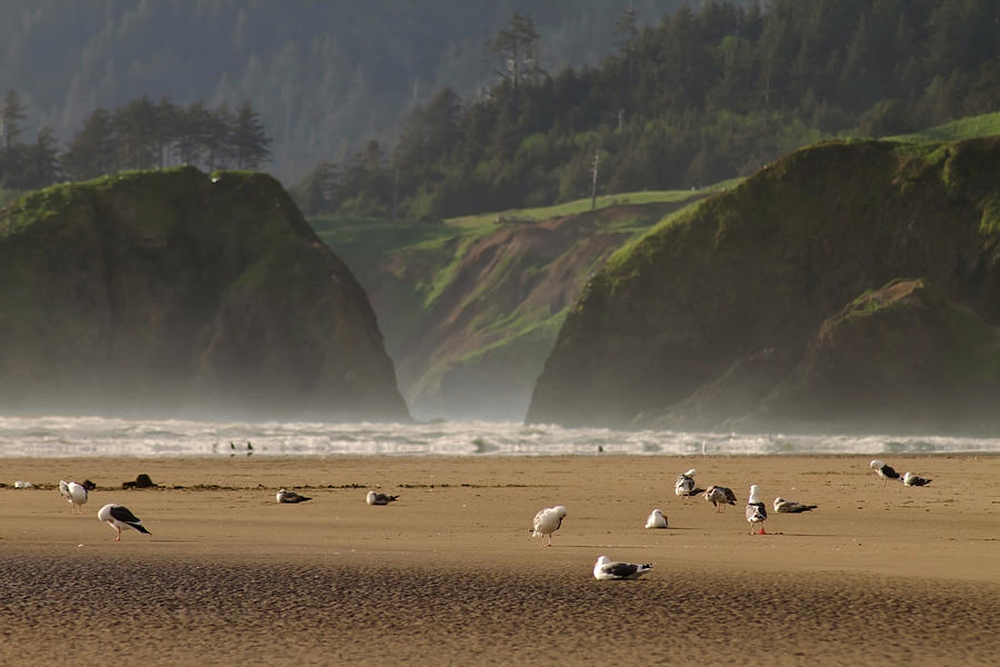 Seagulls on Oregon coast Photograph by Sven Brogren