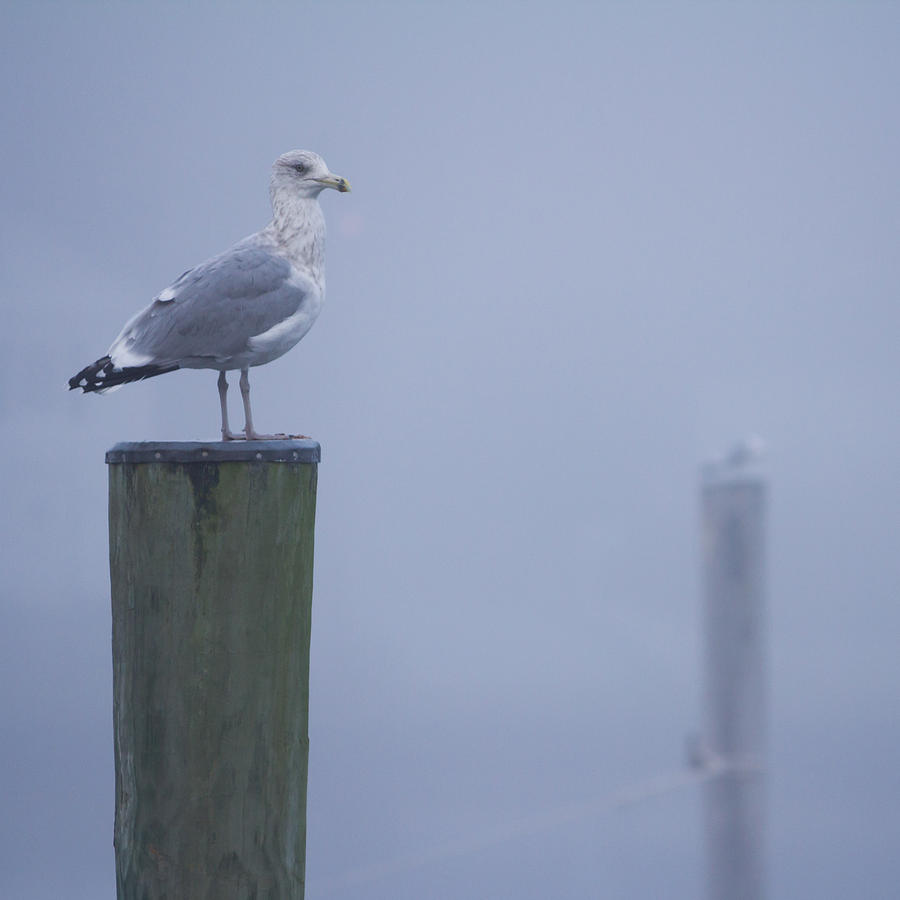 Seagulls on Pilings in Mystic CT Photograph by Kirkodd Photography Of