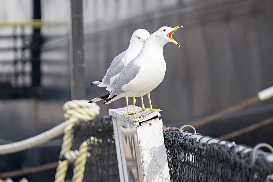 Seagulls On Posts Around The Coastal Usa Scenes Photograph by Alex Grichenko
