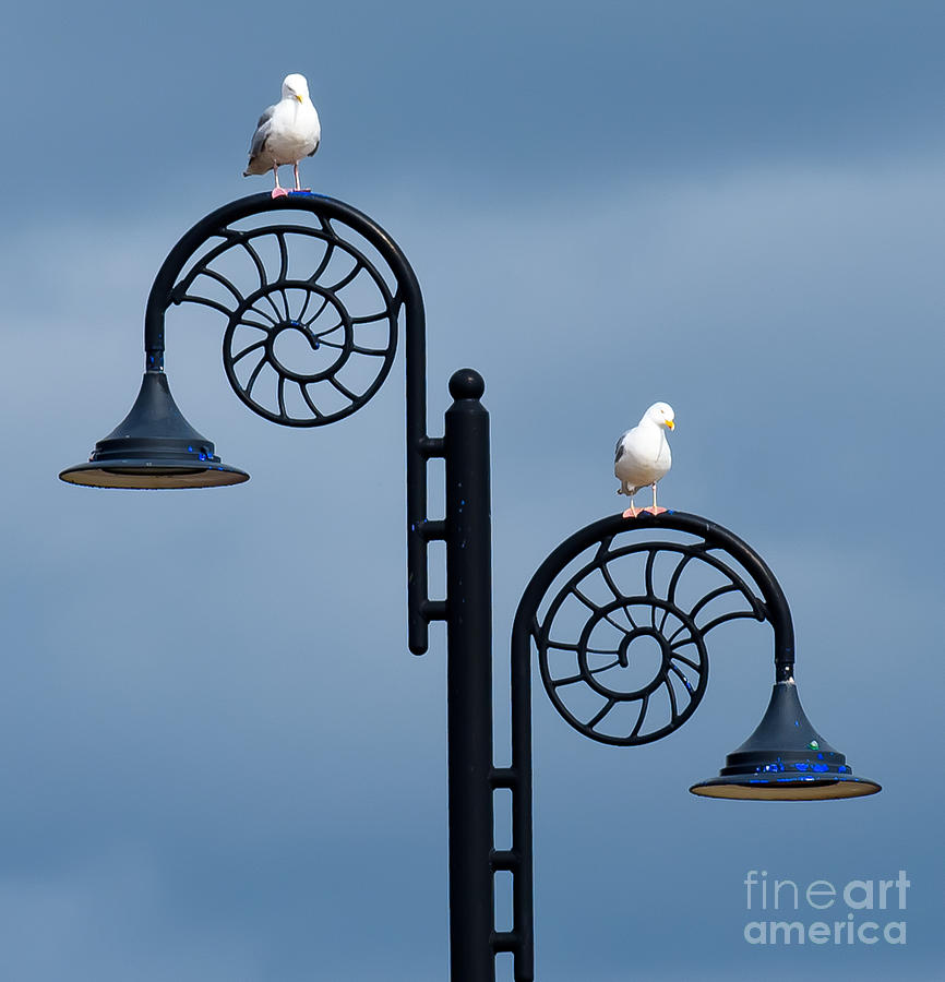 Seagulls on street lamps Photograph by Colin Rayner