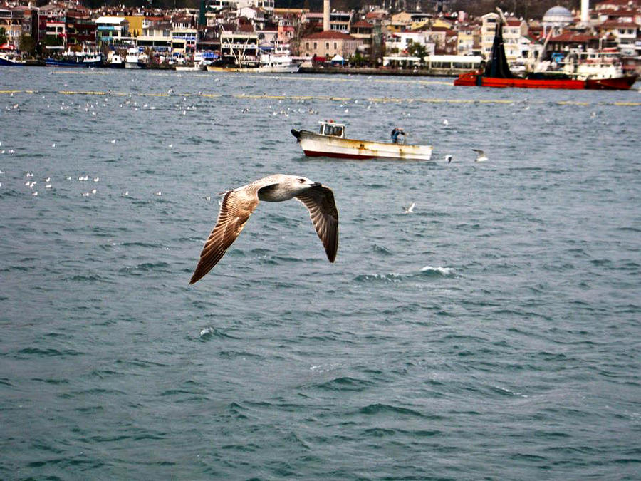 Seagulls on the Bosphorus Photograph by Rachel Morrison