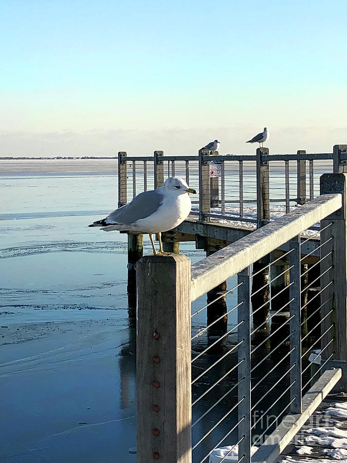 Seagulls on the Pier Photograph by CAC Graphics