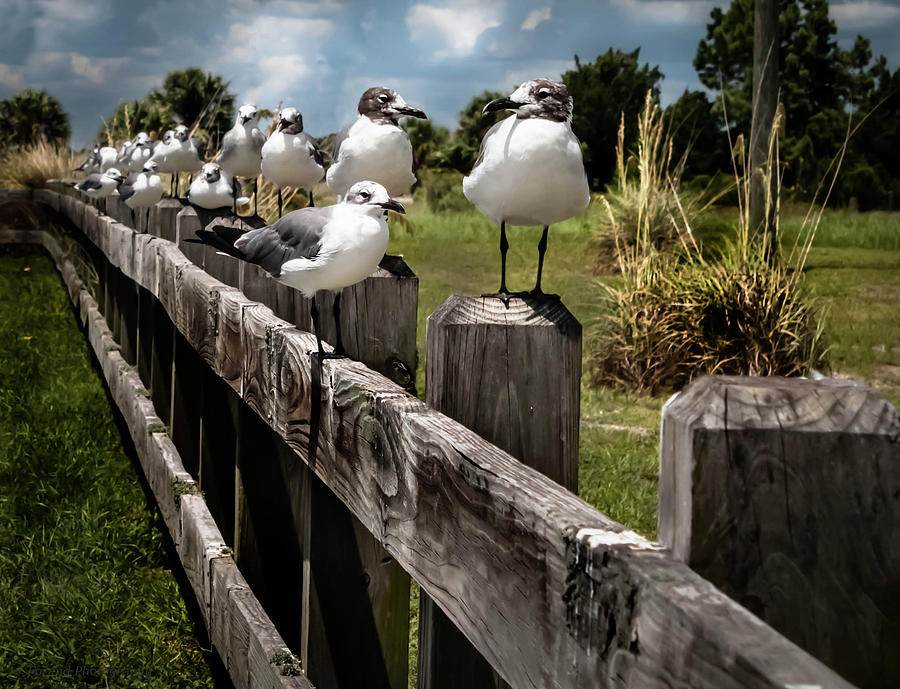 Seagulls On The Fence  Photograph by Debra Forand