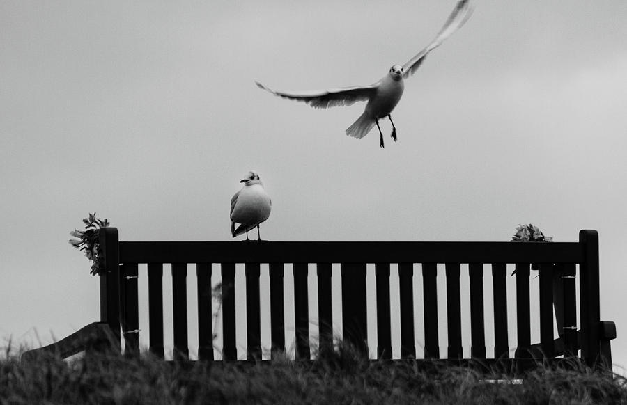 Seagulls on the Memorial Seat Photograph by Iordanis Pallikaras