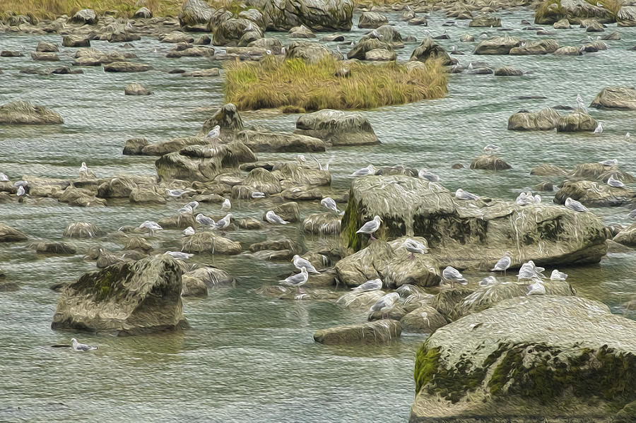 Seagulls on the Rocks Paint Photograph by Richard J Cassato