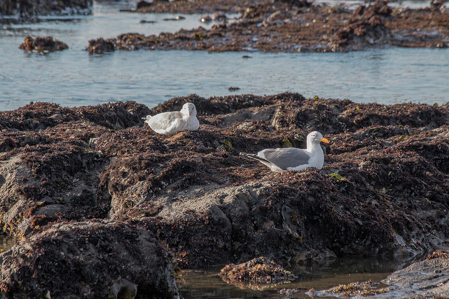 Seagulls on the Rocks Photograph by Teresa Wilson