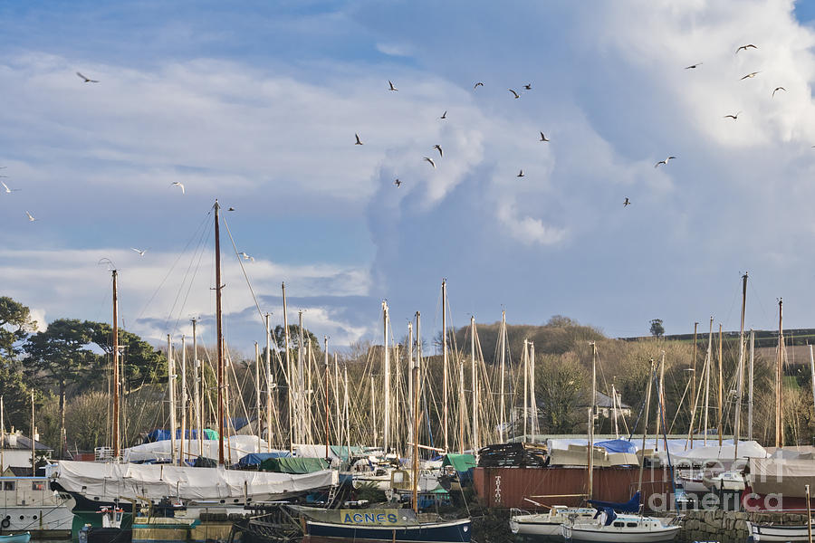 Seagulls Over Mylor Creek Boatyard Photograph by Terri Waters