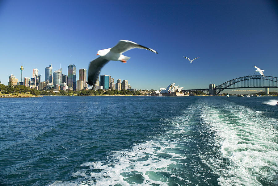 Seagulls over Sydney Harbor Photograph by Dana Edmunds - Printscapes