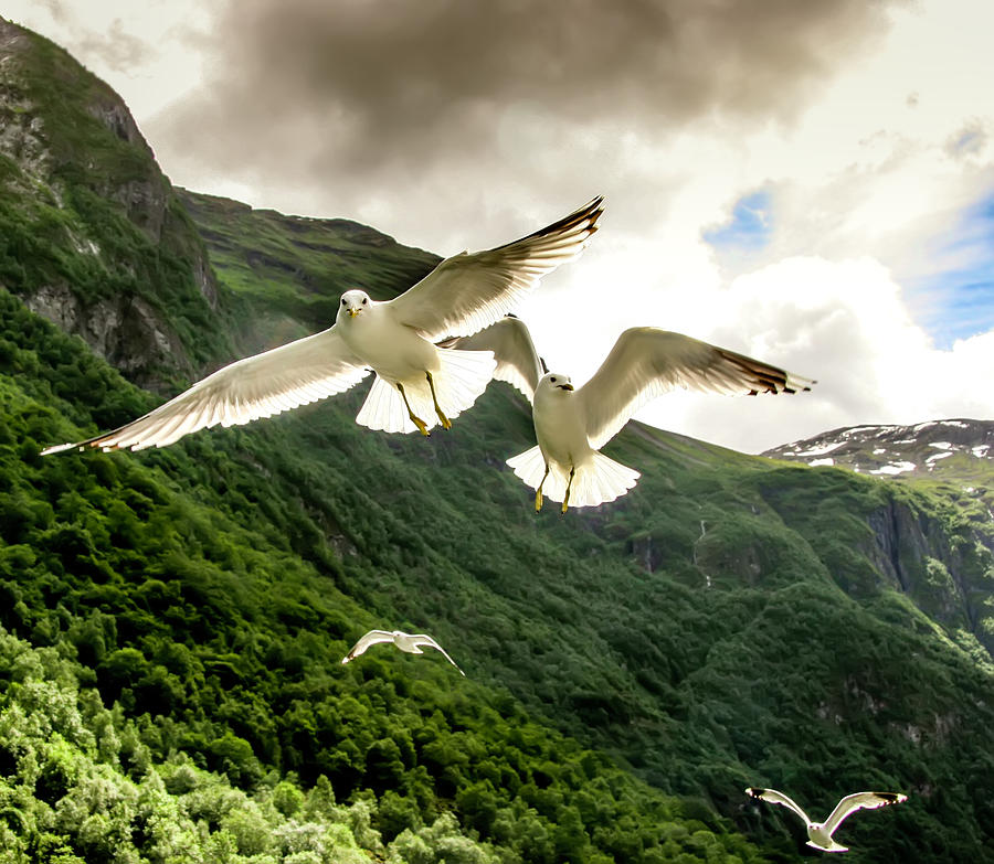 Seagulls over the Fjord Photograph by KG Thienemann