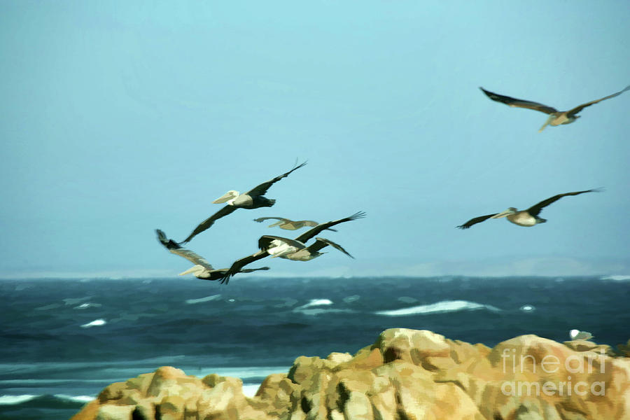 Seagulls over the Pacific Ocean Photograph by Chuck Kuhn