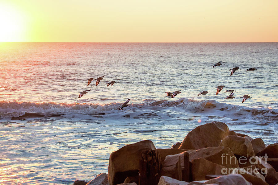 Seagulls over the Rocks Photograph by Robert Loe