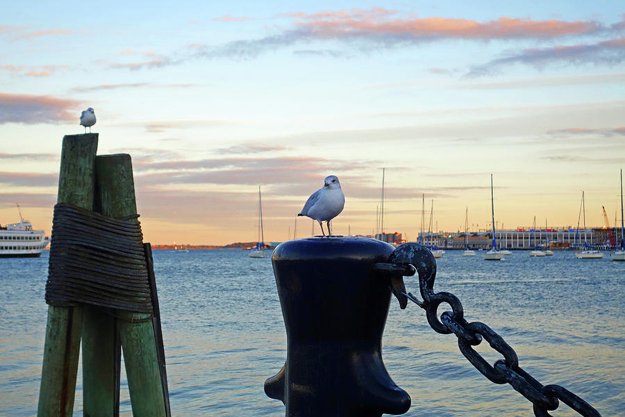 Seagulls overlooking the Boston Harbor Boston MA Photograph by Toby McGuire